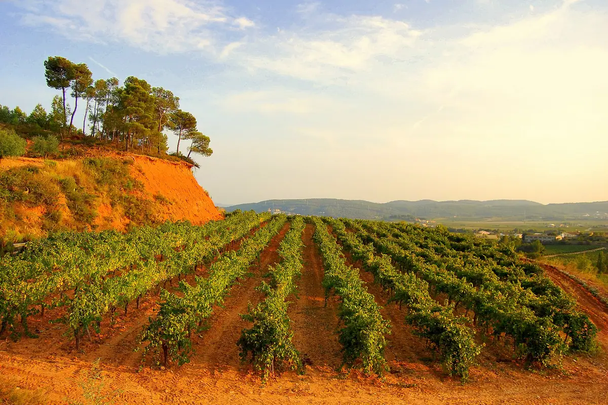 The Penedès: most of the world's cava comes from within sight of here.